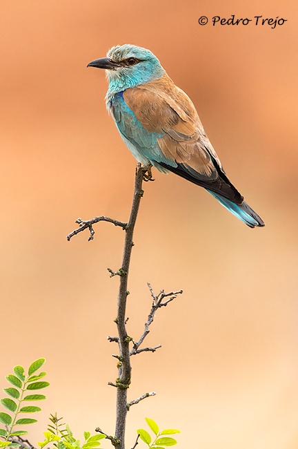 Carraca europea (Coracias garrulus)